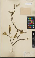 Foto von Salix lasiolepis Benth.